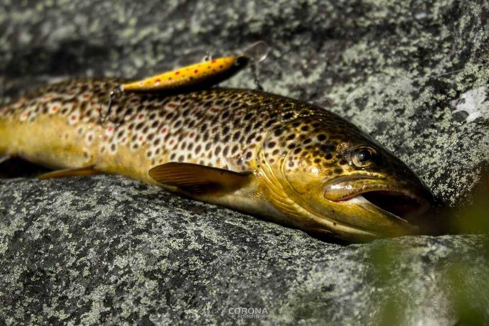 wędkarstwo skandynawia